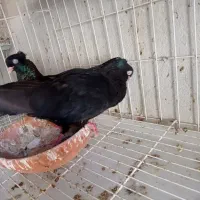 جفت سیاه آبادانی خالص