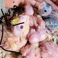 تخم نطفه دار عروس،گرینچیک،قناری ایستروم