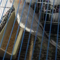 دو عدد عروس هلندی