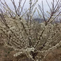 باغ فروشی در دینور