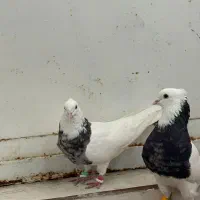 پرنده|پرنده|اهواز, زرگان|دیوار