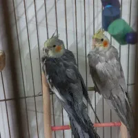 عروس هلندی نر