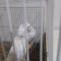 عروس هلندی البینو