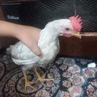 جوجه خروس