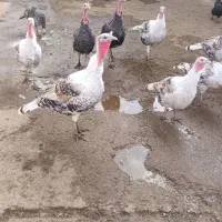 بوقلمون|حیوانات مزرعه|بیرانوند, |دیوار