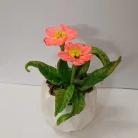 کاکتوس های زیبا|کلکسیون و سرگرمی|قم, چهار مردان|دیوار