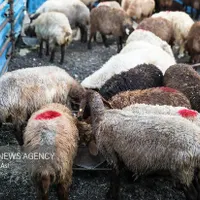 گوسفند قصابی