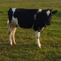 گاو گوساله شیری