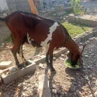 کهر با دو تا بچه سالم