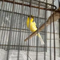 قناری نر رسمی بلند ، 1/5 ساله در حال مست شدن|پرنده|ری, شهید بهشتی|دیوار