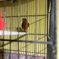 قناری سرخ نر