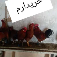 خروس محلی رو عکس بخونین