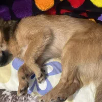 چیواوا|سگ|اهواز, پادادشهر|دیوار