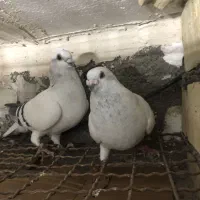 کبوتر|پرنده|آبادان, |دیوار