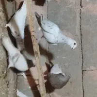 کفتر یا کبوتر