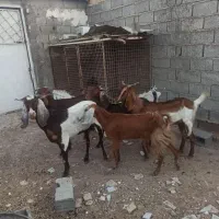 بز باردار|حیوانات مزرعه|خرمشهر, |دیوار