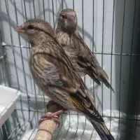 جوجه سهره‌قناری