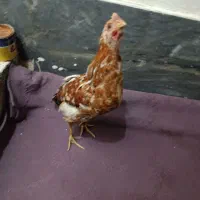 جوجه مینیاتوری