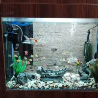 آکواریم کمدی ، با تجهیزات کامل|ماهی|قم, صفاشهر|دیوار