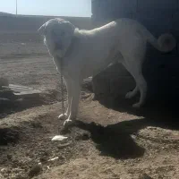 پژدرعالی|سگ|ساروق, |دیوار