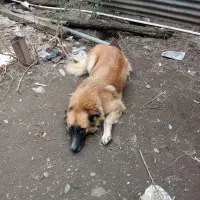 ماده اشپیتز