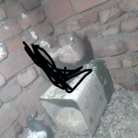 کفتر|حیوانات مزرعه|زرند, |دیوار