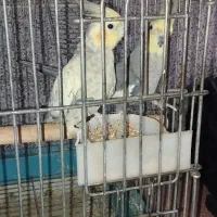 جفت عروس هلندی