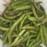 باقلی حالی تازه