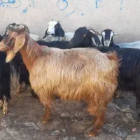 ۷ عدد بز بچه دار برای دامازدیخ