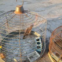 جوجه سهر قناری نر|پرنده|مبارکه, |دیوار