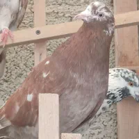 نرهای بلندپرواز|پرنده|رشت, کوی مهر|دیوار