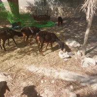 گوسفند بز داشتی