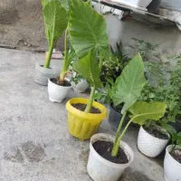 فروش گل بابا آدم سالم سرسبز پرریشه