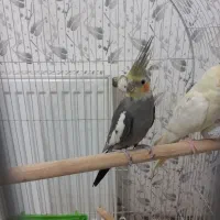 یه جفت عروس هلندی|پرنده|بروجن, |دیوار