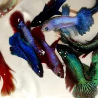 فایتر ماده با کیفیت