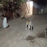 توله سگ خراسانی معاوضه با پرنده