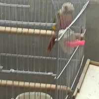 جفت طوطی گرینچیک مولد|پرنده|اصفهان, شمس آباد|دیوار