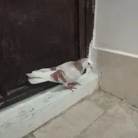 کفتر