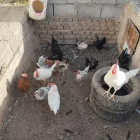 فروش یکجا کفتر و مرغ محلی|پرنده|بیرجند, |دیوار