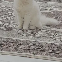 گربه تربیت شده