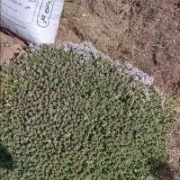 آذربه پونه و مفرا
