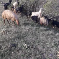 بز . بره . گوسفند|حیوانات مزرعه|کلیبر, |دیوار