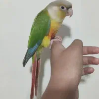 طوطی گیرینچیک دستی بانمک سخنگو