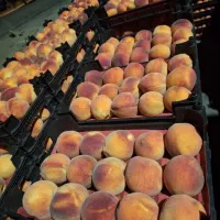 فروشکیلویی و تنی هلو