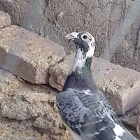 کبوتر ابلغ|پرنده|هامون, |دیوار