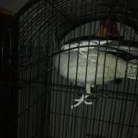 ساعت و ویترین و عروس هلندی