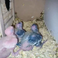 عروس هلندی مولد ماده لوتینو نر سینامون|پرنده|شهریار, شهرک وائین|دیوار