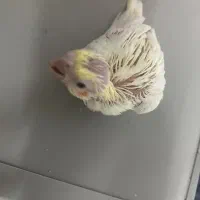 جوجه هلندی سرلاکی