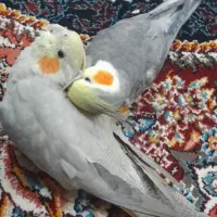 یک جفت طوطی مولد تخم گزار