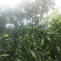 نارنگی محلی( انشو) پیج و یافاو لیمو ترش|خوردنی و آشامیدنی|جویبار, |دیوار